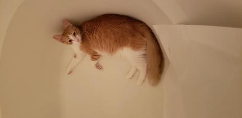 Trixie in Tub