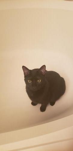 Zeus in the tub